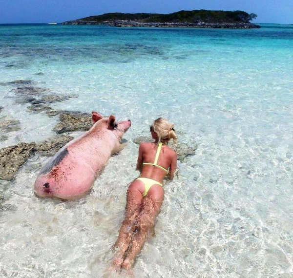 Коты на море