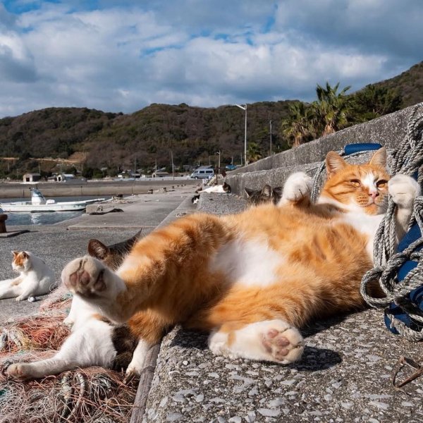 Слоненок на море