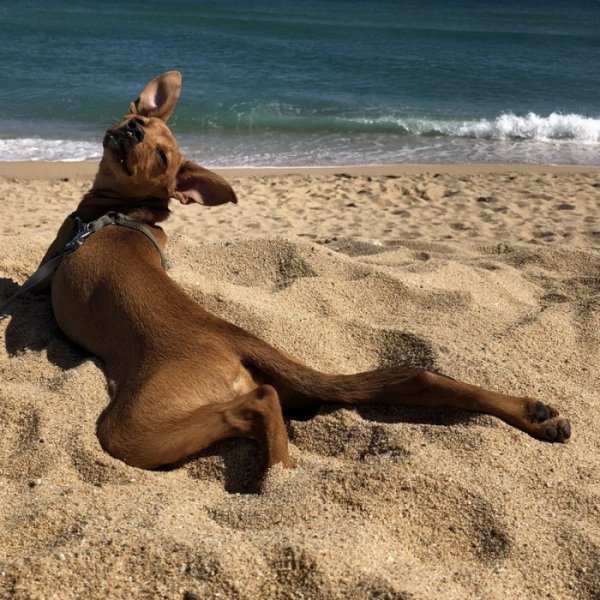 Кот отдыхает