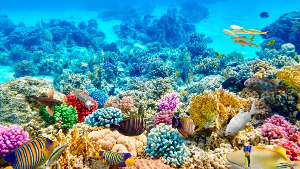 Риф красного моря высокое разрешение