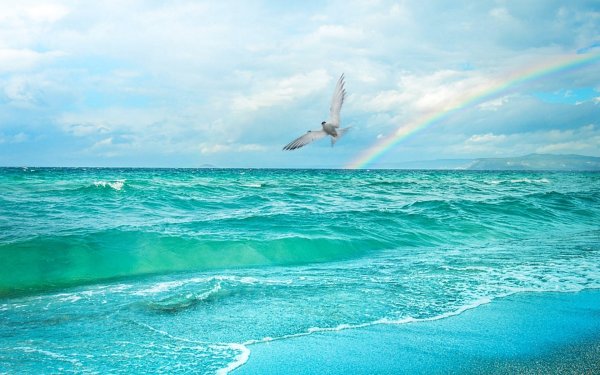 Чайки над морем