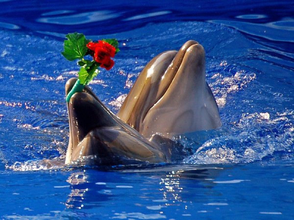 Хорошего дня с дельфинами