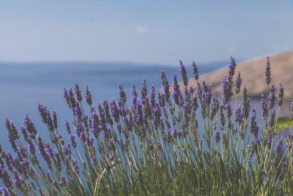 Лаванда колосовидная