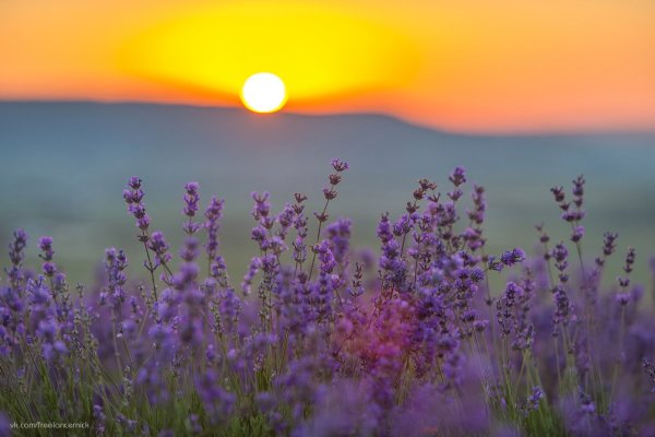 Лаванда на рассвете