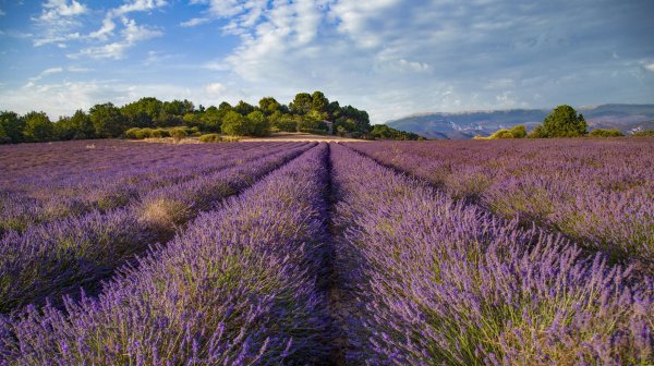 Лавандовое море