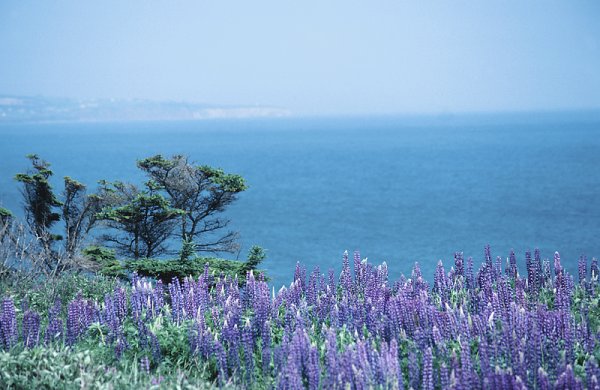 Лавандовое море