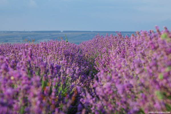 Шалфей Тарханкут