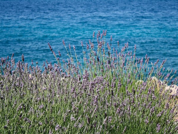 Морская Лаванда