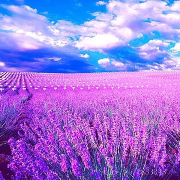 Лавандовое поле и голубое небо