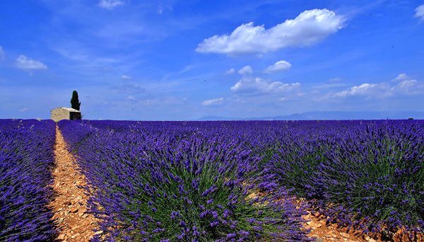 Лавандовые поля в Хорватии