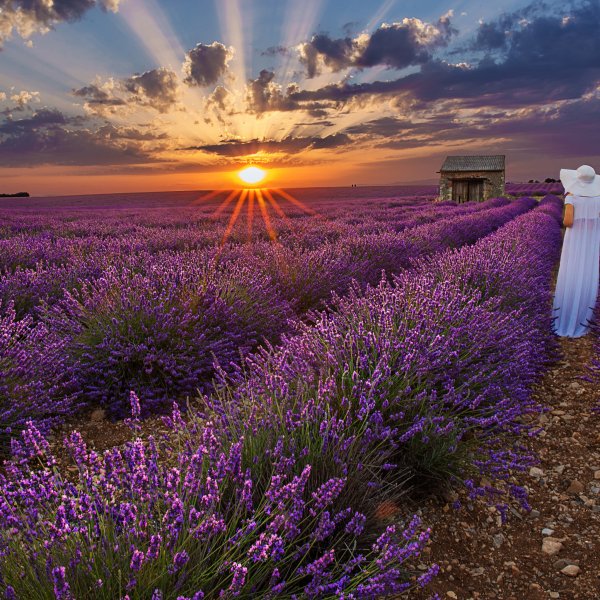 Крымский Прованс Лавандовые поля