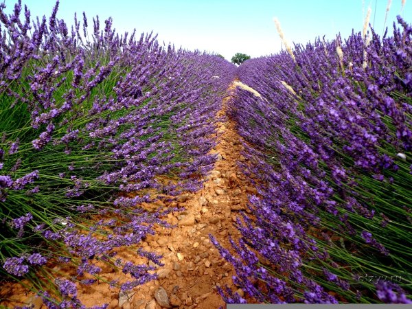 Лаванда ангуиф Прованс