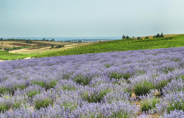 Лавандовое поле Приднестровье