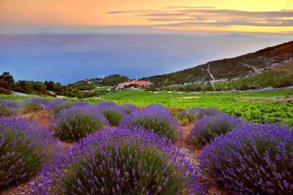 Остров Хвар Лаванда