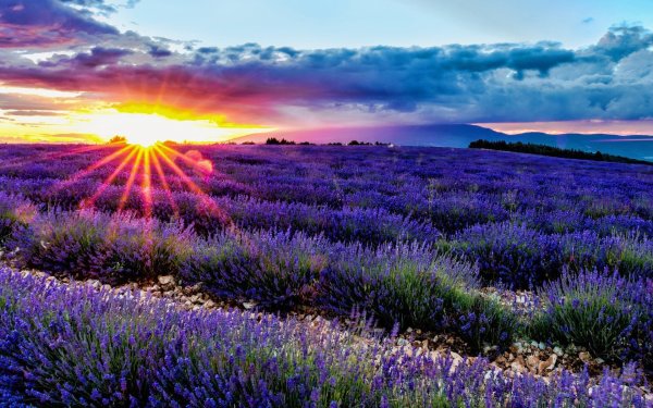 Лаванда Нимбрук