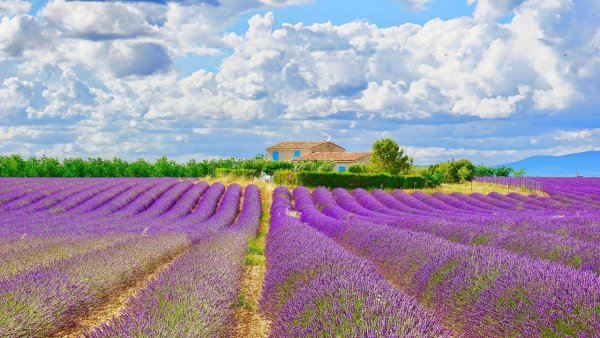Лавандовые поля на Балатоне