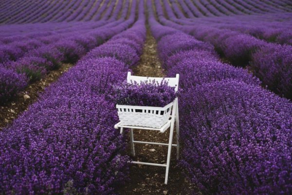 Остров Хвар Лаванда