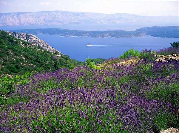 Франция Лавандовые поля виноградники