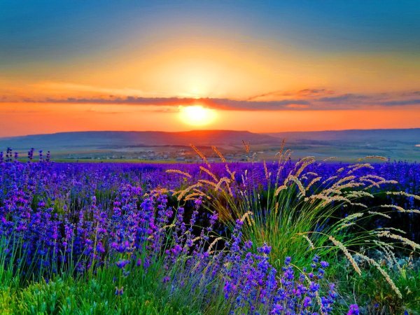 Поле лаванды рассвет