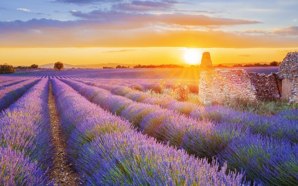 Крымская Лаванда zvet