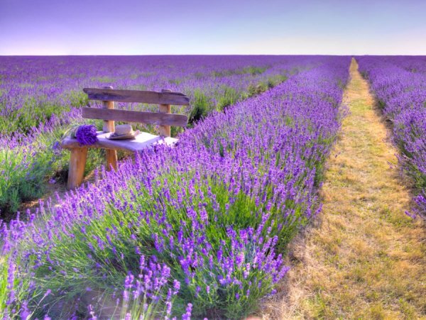 Крым Лаванда Лавандовые поля Крым