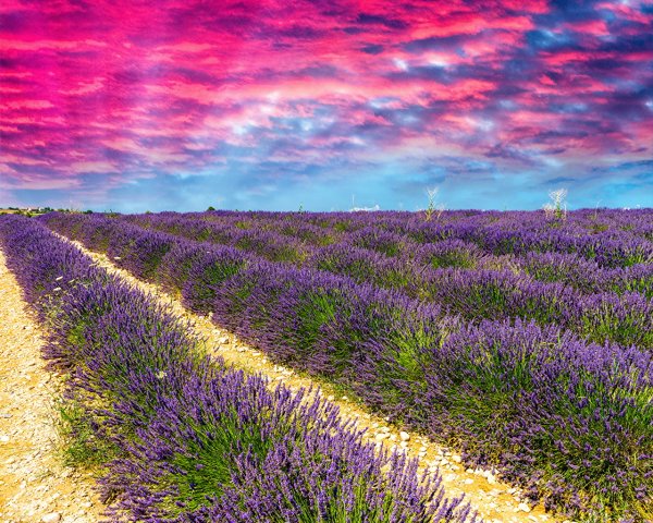 Буковац Сербия Лаванда