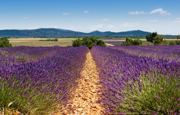 Живые обои Лавандовое поле