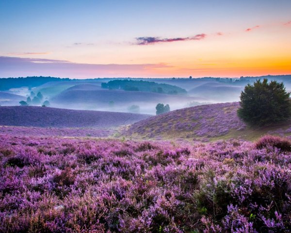 Лавандовое поле панорама