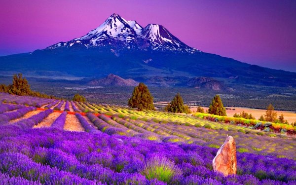 Хвар Хорватия Лаванда