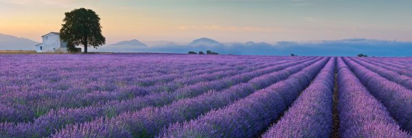 Гора Демерджи Лавандовое поле