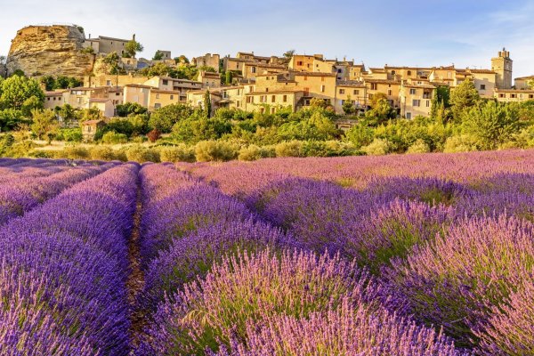 Чайки и Лаванда