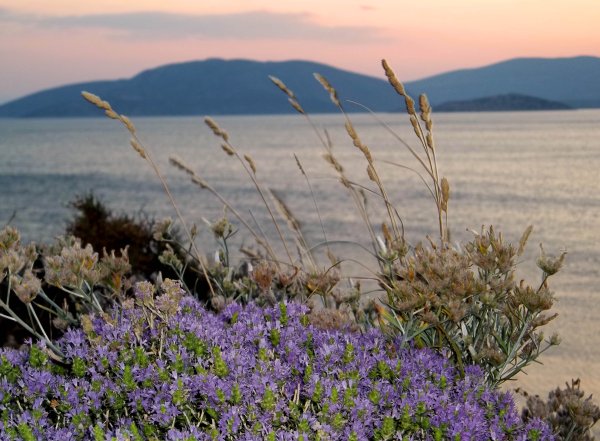 Нукриани Грузия лаванды