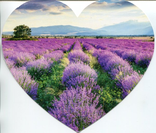 Тургеневка Крым Лавандовые поля