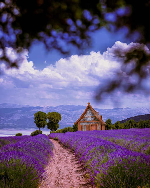 Алушта Чатыр Даг Лавандовые поля
