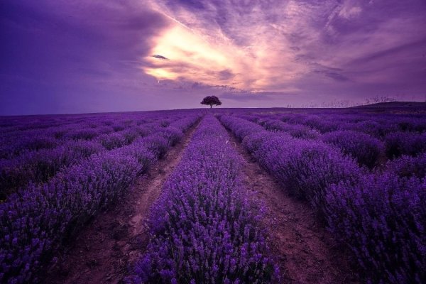 Грасс Франция поля