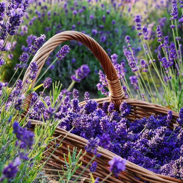 Лаванда у моря