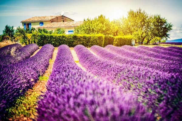 Лавандовые поля во Франции
