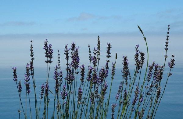 Лаванда и море картинки
