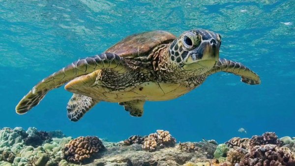 Черепахи индийского океана - 75 фото