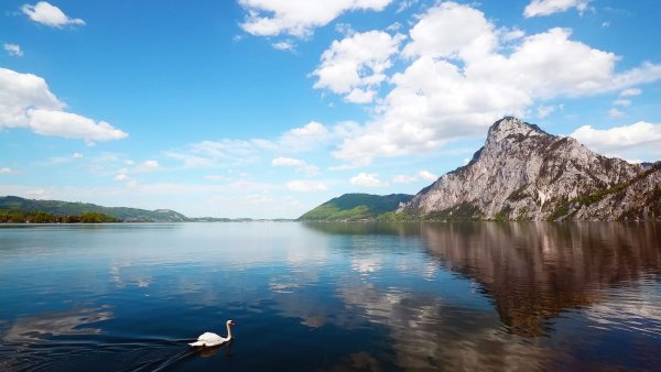 Озеро лебедь горный Алтай
