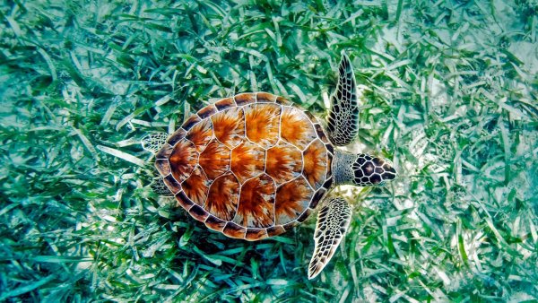 Австралийская зеленая черепаха (65 фото)