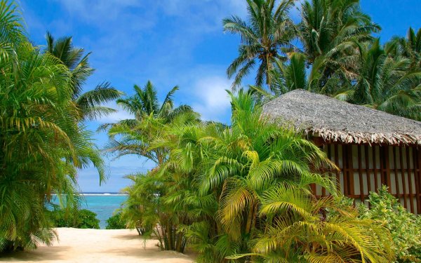 Океан пляж пальмы