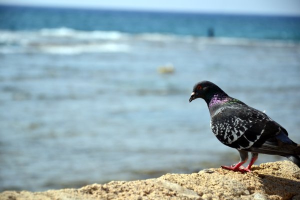 Майор голубь на море