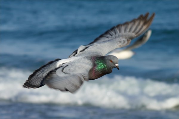 Голубка над морем