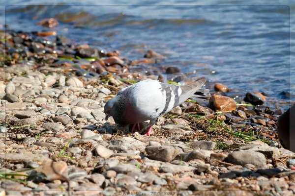 Голубь над морем