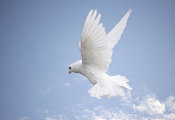 Небесные птицы живопись