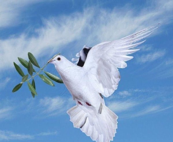 Королевский Павлин голубь