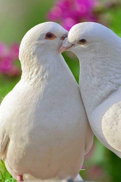 Небо с голубями фон