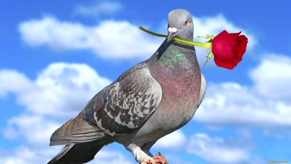 Красивые голубки