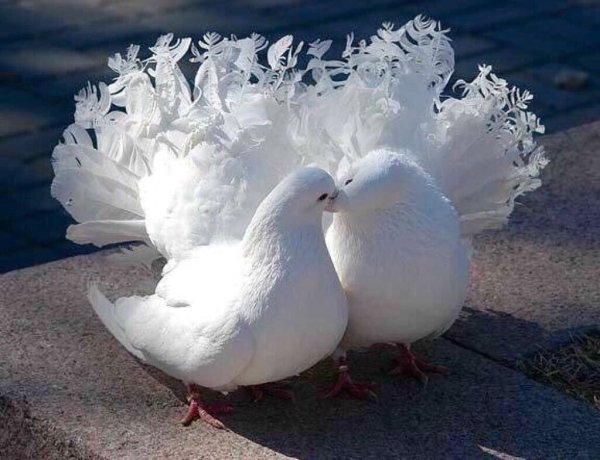 Голубь летит